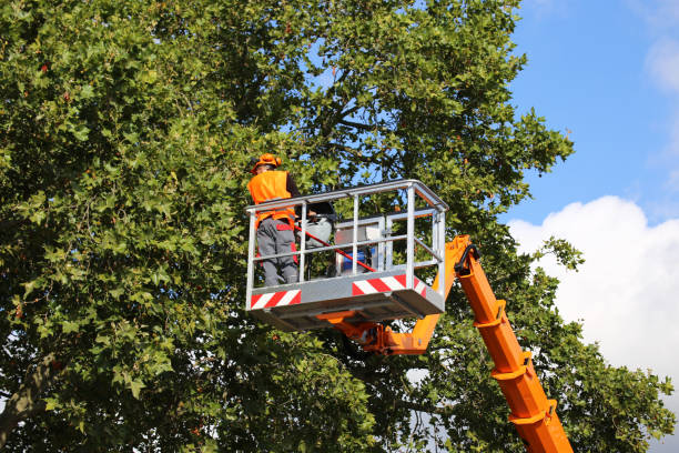 Best Commercial Tree Services  in Kings Beach, CA